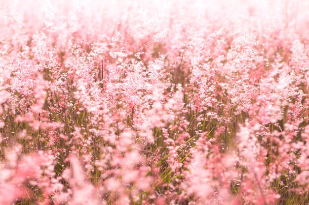 夏の甘いピンクの牧草地の花