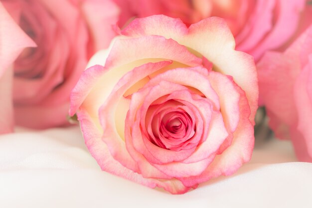 Sweet pink roses. 