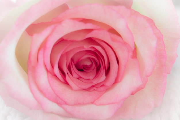 甘いピンクのバラ。