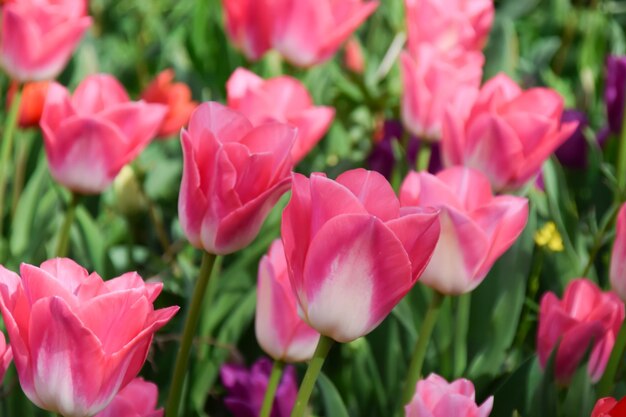 Photo sweet pink tulips flowers garden in spring