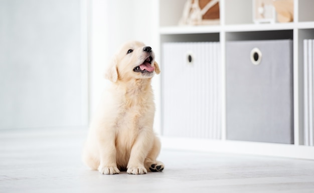 家で甘い子犬