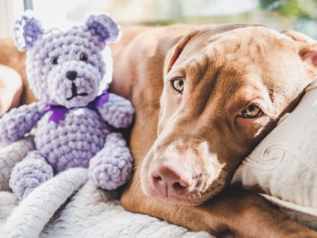 Sweet puppy sleeping on a soft plaid