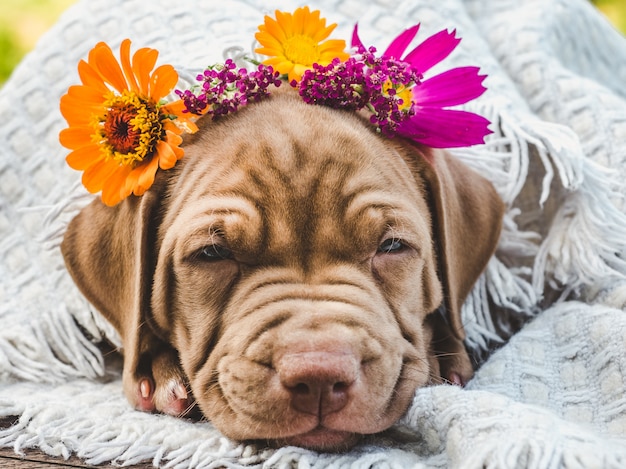 Sweet puppy sleeping on a soft plaid