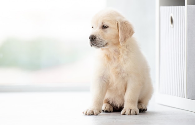 Sweet retriever puppy indoors