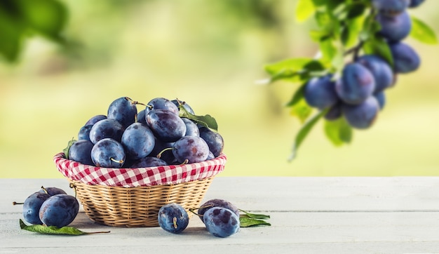 Sweet ripe plums in basket on garden table.