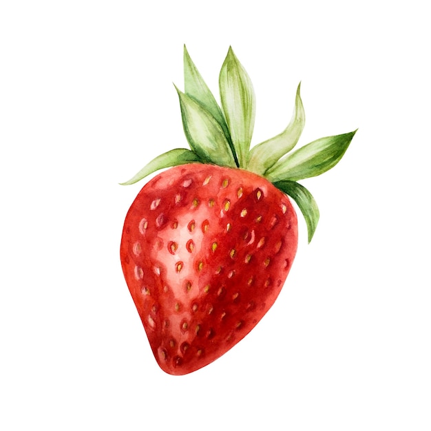 달한 익은 달한 딸기 손으로 은 매크로 식물성 수채화 그림 배경에 고립 된 디자이너 메뉴 상점 장식 식당 포스트카드 포장 종이 커버