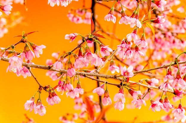 Sweet Sakura flowers blossom