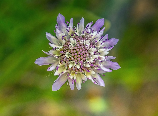 Sweet Scabious a beautiful wildflower