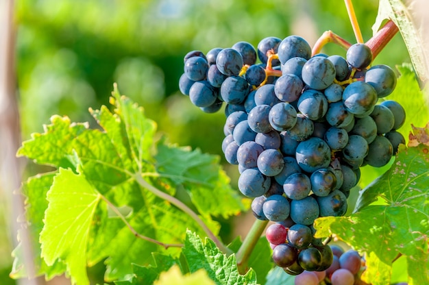 Sweet and tasty blue grape bunch on the vine with free space copyspace
