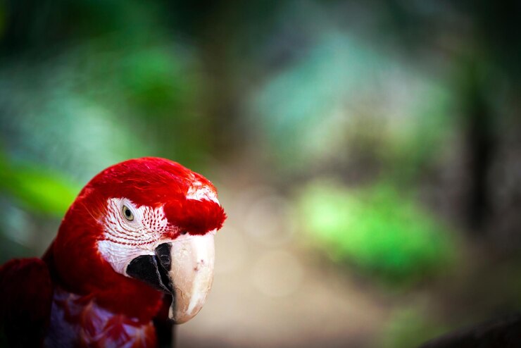 Photo カラフルな羽を持つ甘い熱帯動物鳥オウム