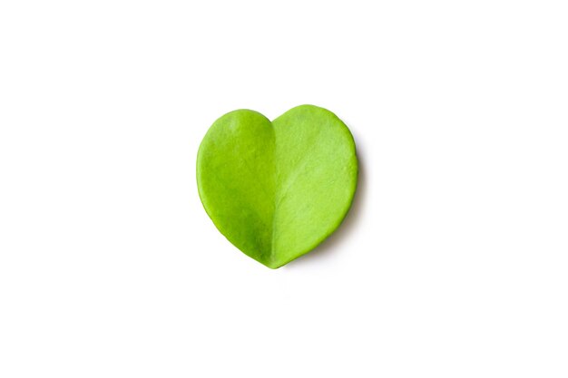 Sweetheart Hoya leaf isolated on white background whit clipping path