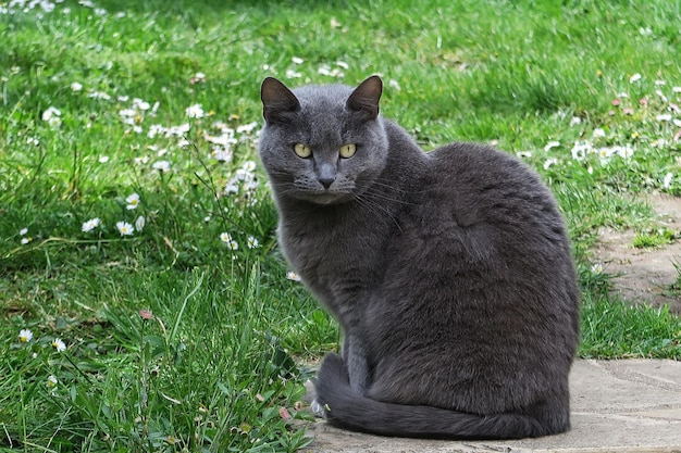 Foto la dolcezza di un gatto grigio seduto in un campo verde che guarda la telecamera con attenzione