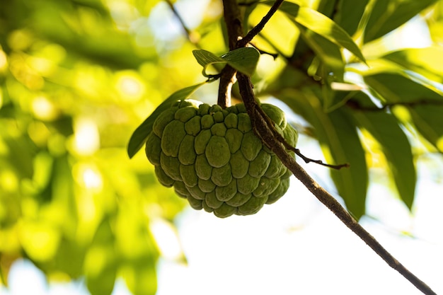 Sweetsop Green Fruit