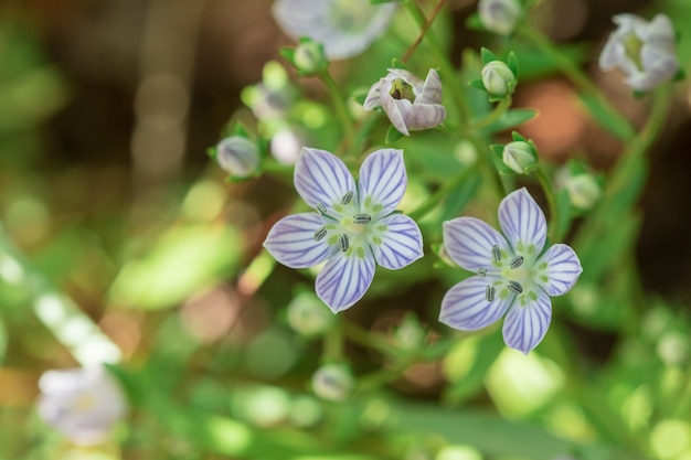 Swertia angustifolia bloeit prachtig. Is een zeldzame bossoort