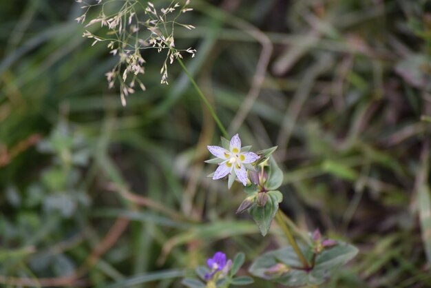 Foto swertia japonica