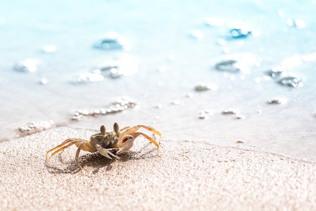 Granchio di terra rapido sulla spiaggia bianca, phuket tailandia