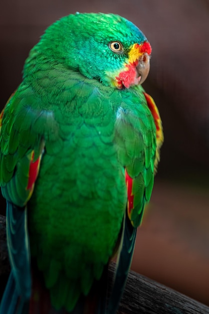 Photo swift parrot