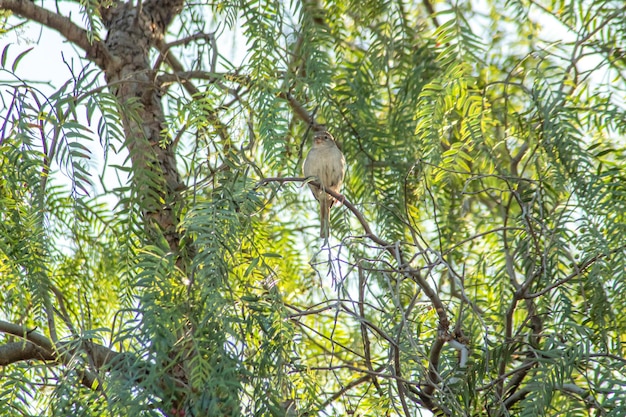 Swift Warbler zat op een weelderige groene boomtak