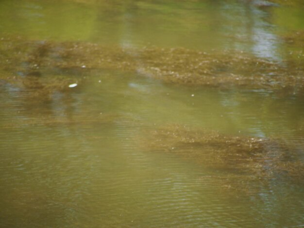 Swimming animal