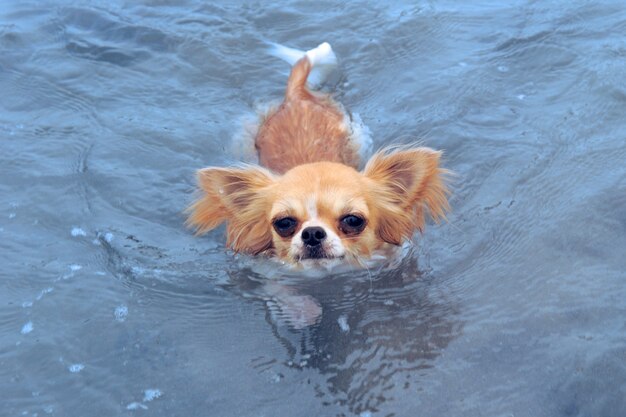 Foto chihuahua di nuoto