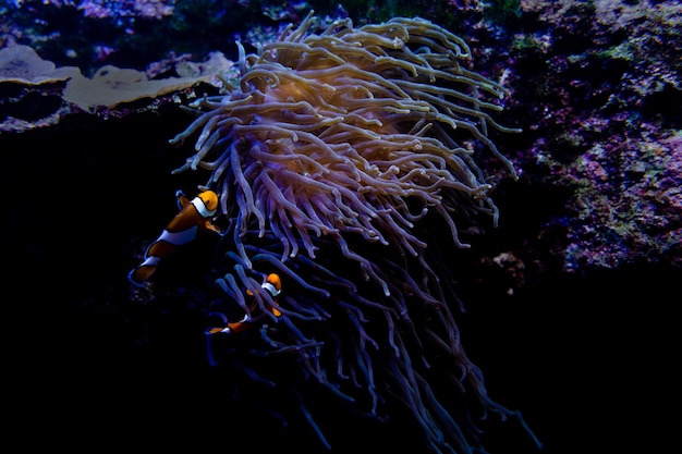 Photo swimming clown fish in sea anemone