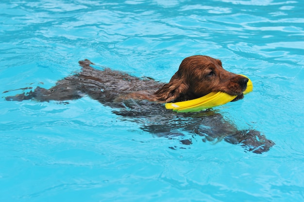 Swimming cocker