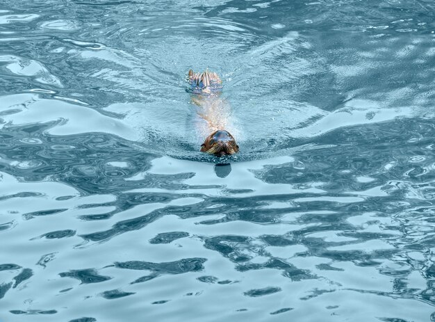 Foto lontra nuoto comune