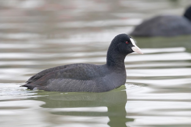 Плавучие лохи (Fulica atra) крупным планом евразийские лысухи