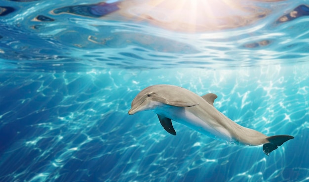 Photo swimming dolphin