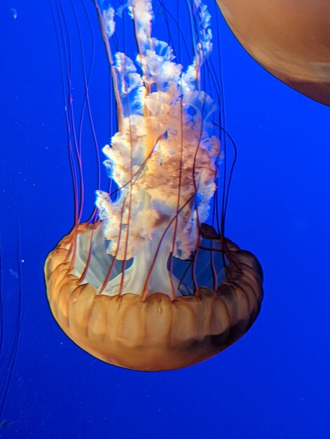 Foto gelatina da nuoto