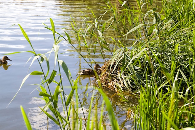 Swimming on the lake adult wild ducks in the spring season