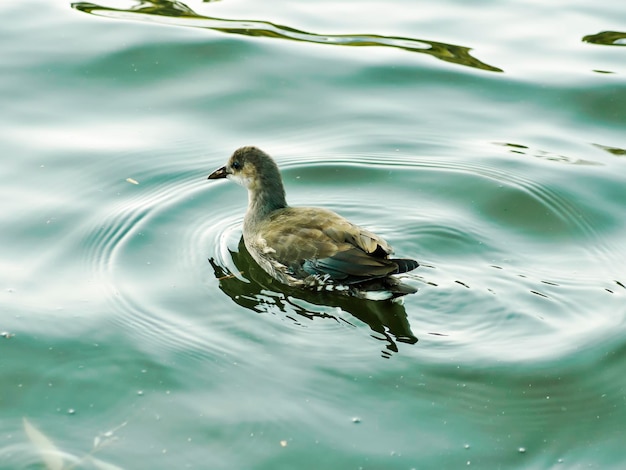 Swimming Moorhen