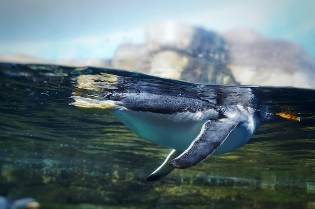 Swimming penguin undersea