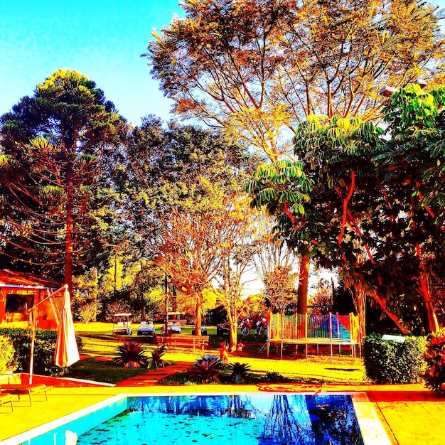 Swimming pool against trees at park