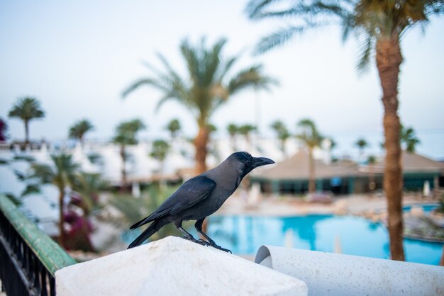 Piscina per rilassarsi nel resort tropicale