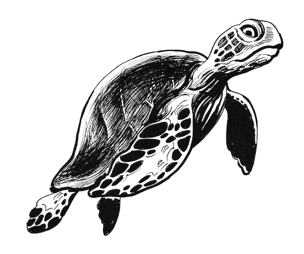 Photo swimming sea turtle. ink black and white drawing