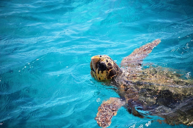 Photo swimming in sea