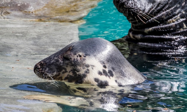 Swimming, seal resting in the sun in the water