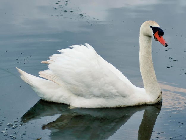 Swimming Swan