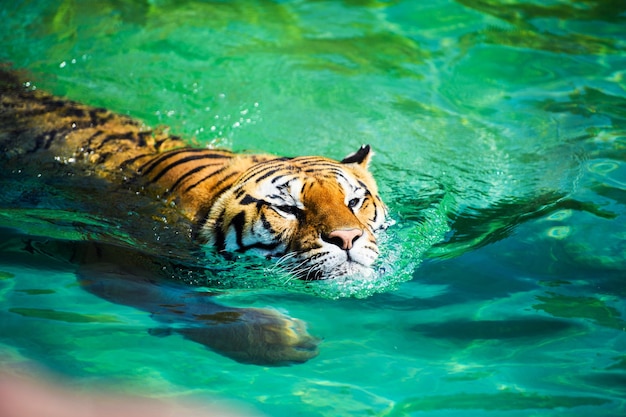 Swimming tiger