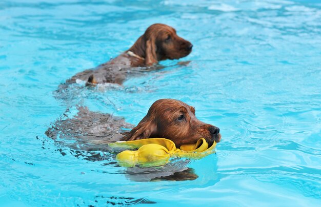 Swimming two cocker spaniel in a swimming pool