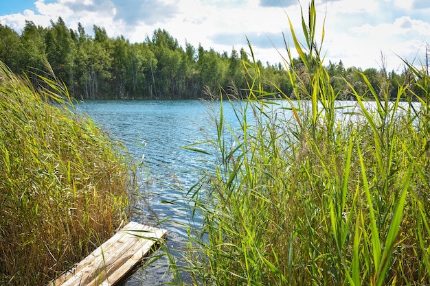 Swimming walkway between cattail