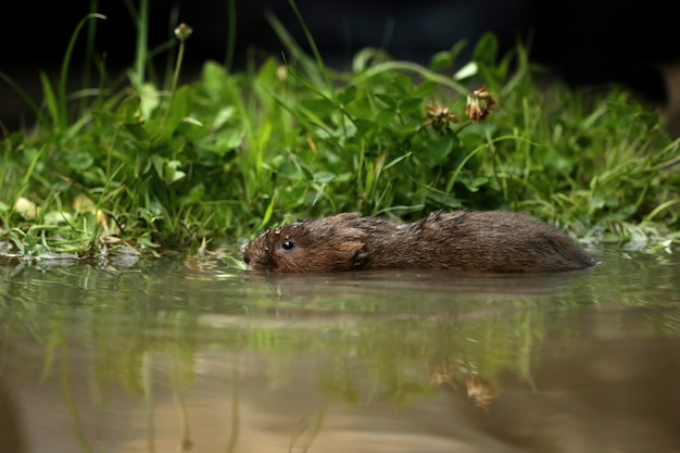 Photo swimming water vole relaxing in water