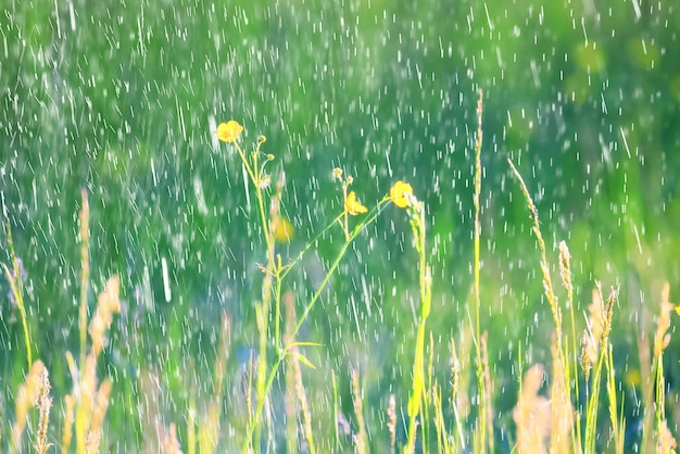 수영복 야생 노란색 꽃, 꽃과 자연 여름 필드 추상 아름다운 배경 자연 토닝