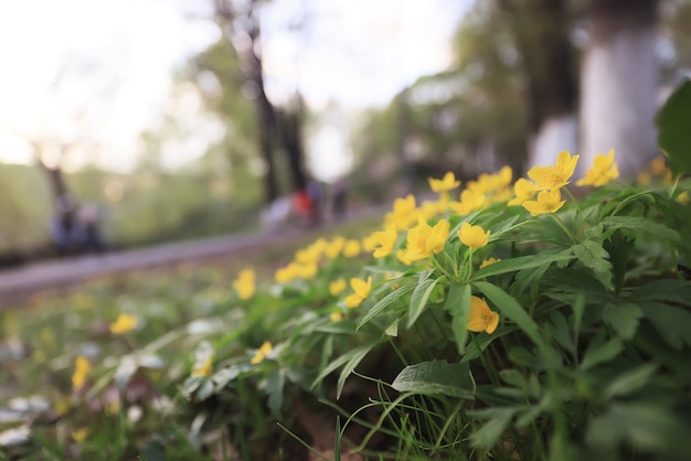 水着野生黄色の花、花と自然の夏のフィールド抽象的な美しい背景自然調色