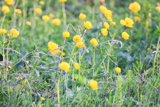 写真 水着野生黄色の花、花と自然の夏のフィールド抽象的な美しい背景自然調色