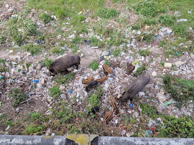 Swine fever wild boar in Genoa town Bisagno river urban wildlife looking for food in garbage and resting