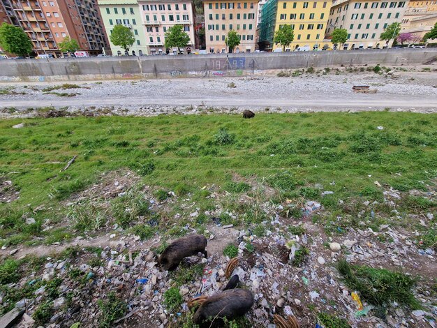 Foto cinghiale di peste suina a genova città fauna urbana del fiume bisagno in cerca di cibo nella spazzatura e si riposa