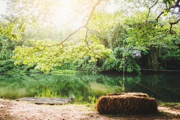  swing beside canal under big tree