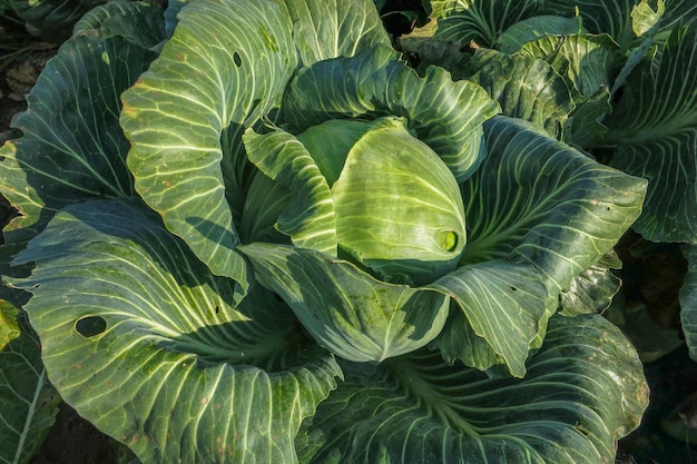 Swing of white cabbage with leaves on a collective farm